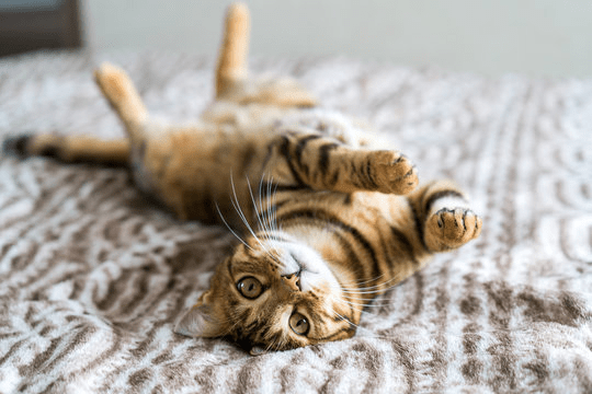 Soft Tissue Surgery